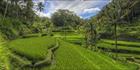 Rice Terraces - Bali T (PBH4 00 16702)